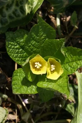 Scopolia carniolica hladnikiana