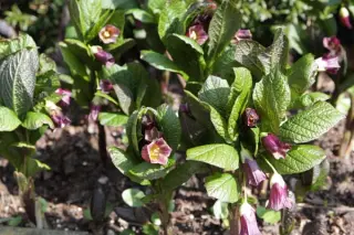 Scopolia carniolica 'Zwanenburg'