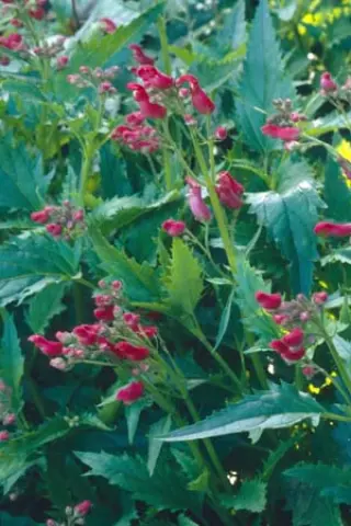 Scrophularia macrantha
