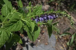 Scutellaria altissima (syn.zhongdianensis)