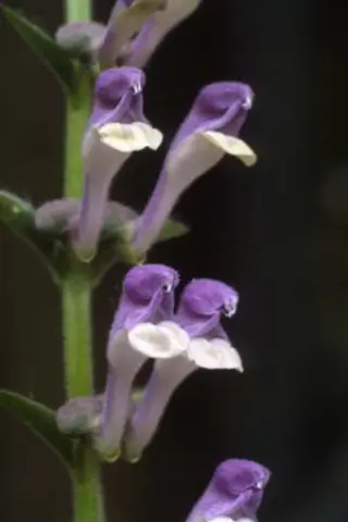Scutellaria altissima (syn.zhongdianensis)