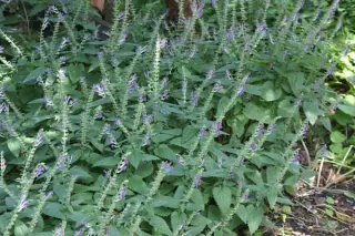 Scutellaria altissima (syn.zhongdianensis)