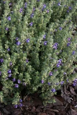 Scutellaria amabilis