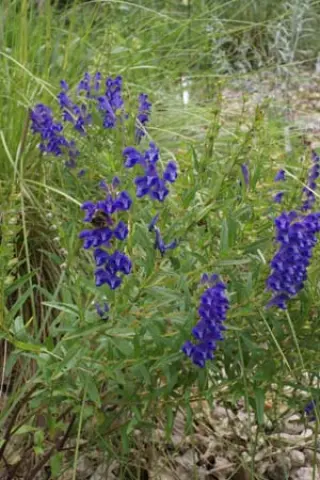 Scutellaria baicalensis