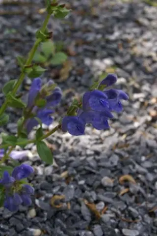 Scutellaria hypericifolia