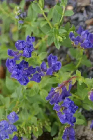 Scutellaria hypericifolia