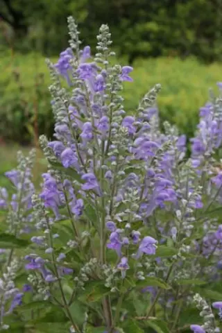 Scutellaria incana