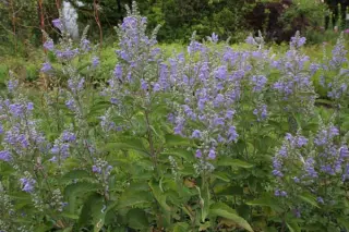Scutellaria incana