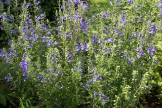 Scutellaria integrifolia