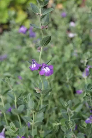 Scutellaria resinosa 'Smoky Hills'