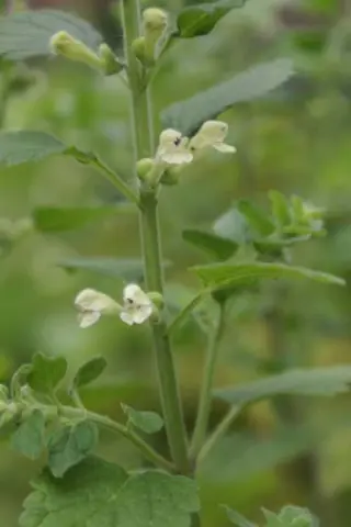 Scutellaria seravschanica
