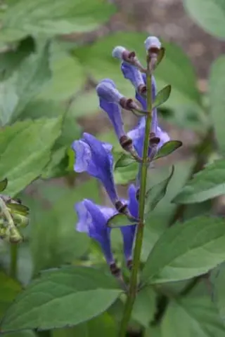 Scutellaria serrata