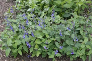 Scutellaria serrata