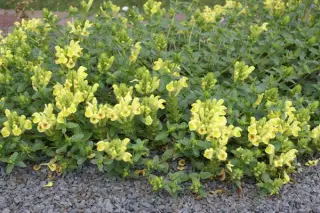 Scutellaria sevanensis