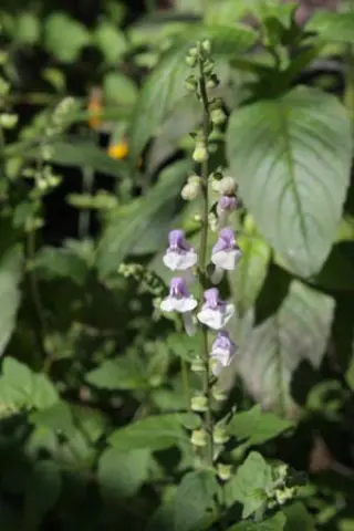 Scutellaria sp. (tournefortii )