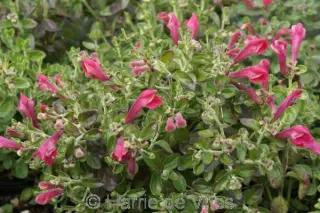 Scutellaria suffruticosa