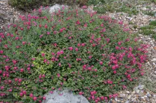 Scutellaria suffruticosa