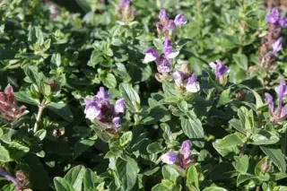 Scutellaria wrightii