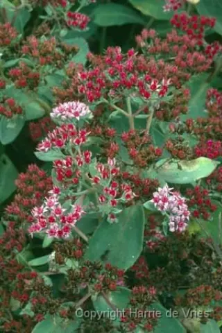 Sedum 'Abbey Dore'