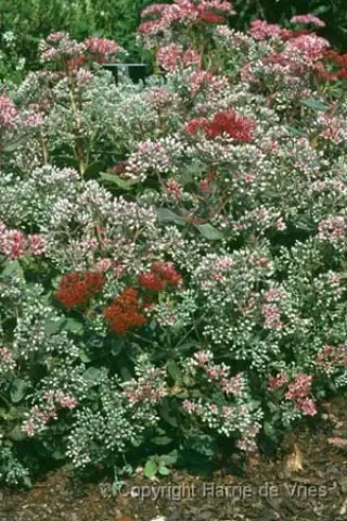Sedum 'Abbey Dore'