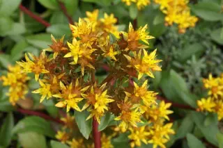 Sedum aizoon 'Euphorbioides'
