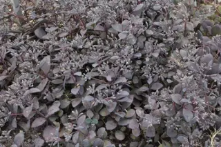 Sedum 'Bertram Anderson'