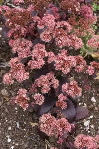 Sedum 'Black Emperor'