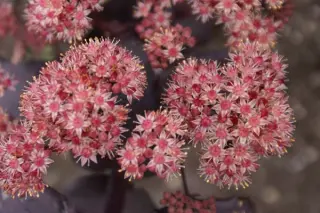 Sedum 'Black Emperor'