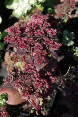 Sedum 'Blue Pearl'