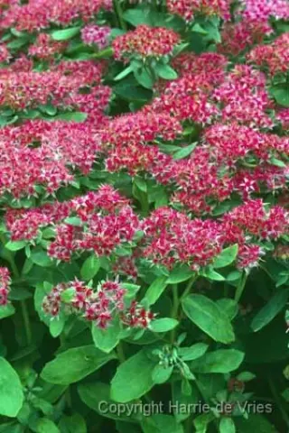 Sedum 'Carl'