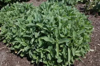 Sedum 'Carl'