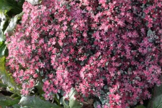 Sedum cauticola 'Lidakense'