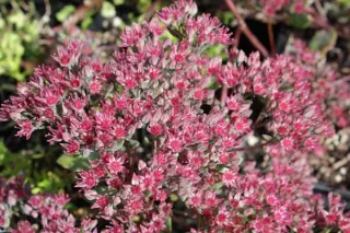 Sedum cauticola 'Robustum'