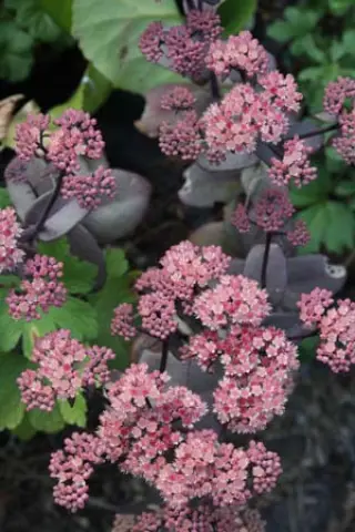 Sedum 'Chocolate Cherry'