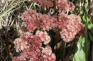 Sedum 'Chocolate Cherry'