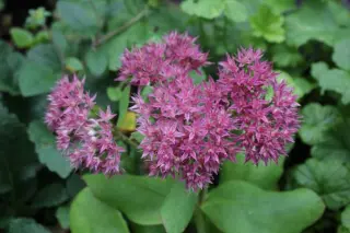 Sedum 'Class Act'