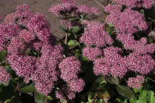 Sedum 'Cloud Walker'