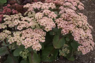 Sedum 'Diamond Edge'