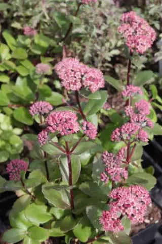Sedum 'Double Martini'