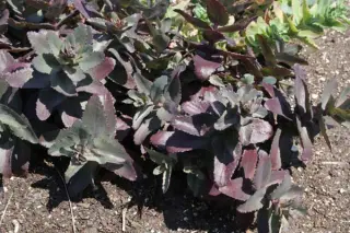 Sedum 'Drachenblut'