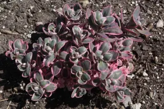 Sedum 'Dream Dazzler'