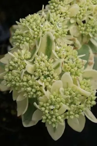 Sedum 'Elsie's Gold'