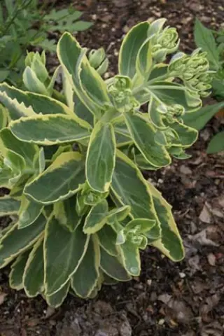 Sedum 'Elsie's Gold'