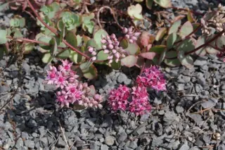 Sedum ewersii 'Bright Pink'