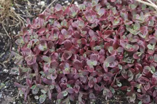 Sedum 'Firecracker'