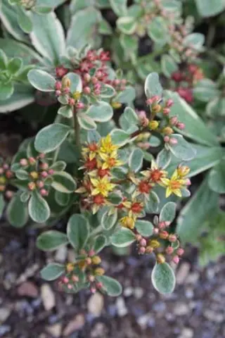 Sedum floriferum 'Variegatum'