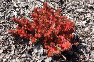 Sedum hakonense 'Chocolate Ball'