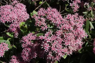Sedum 'Jade Tuffet'