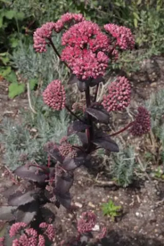 Sedum 'Jessica'