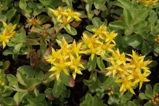 Sedum kamtschaticum